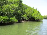 Tag im Daintree Nationalpark