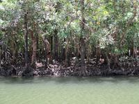 Tag im Daintree Nationalpark