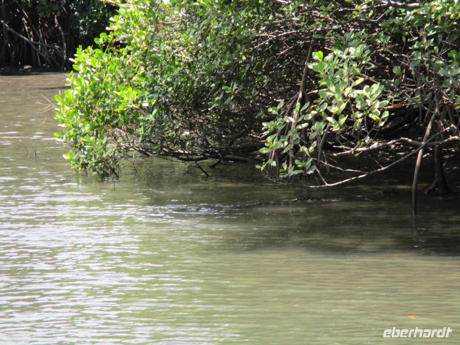 Tag im Daintree Nationalpark