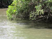 Tag im Daintree Nationalpark