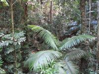 Tag im Daintree Nationalpark