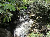 Tag im Daintree Nationalpark
