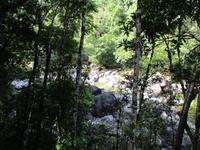 Tag im Daintree Nationalpark