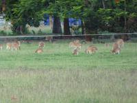 frei lebende Kängurus