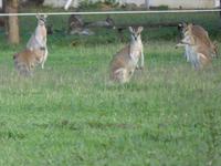 frei lebende Kängurus