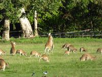 kämpfende Kängurus