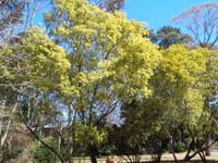 Australiens Nationalbaum die Goldakazie