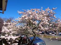 Kirschblüte in Leura