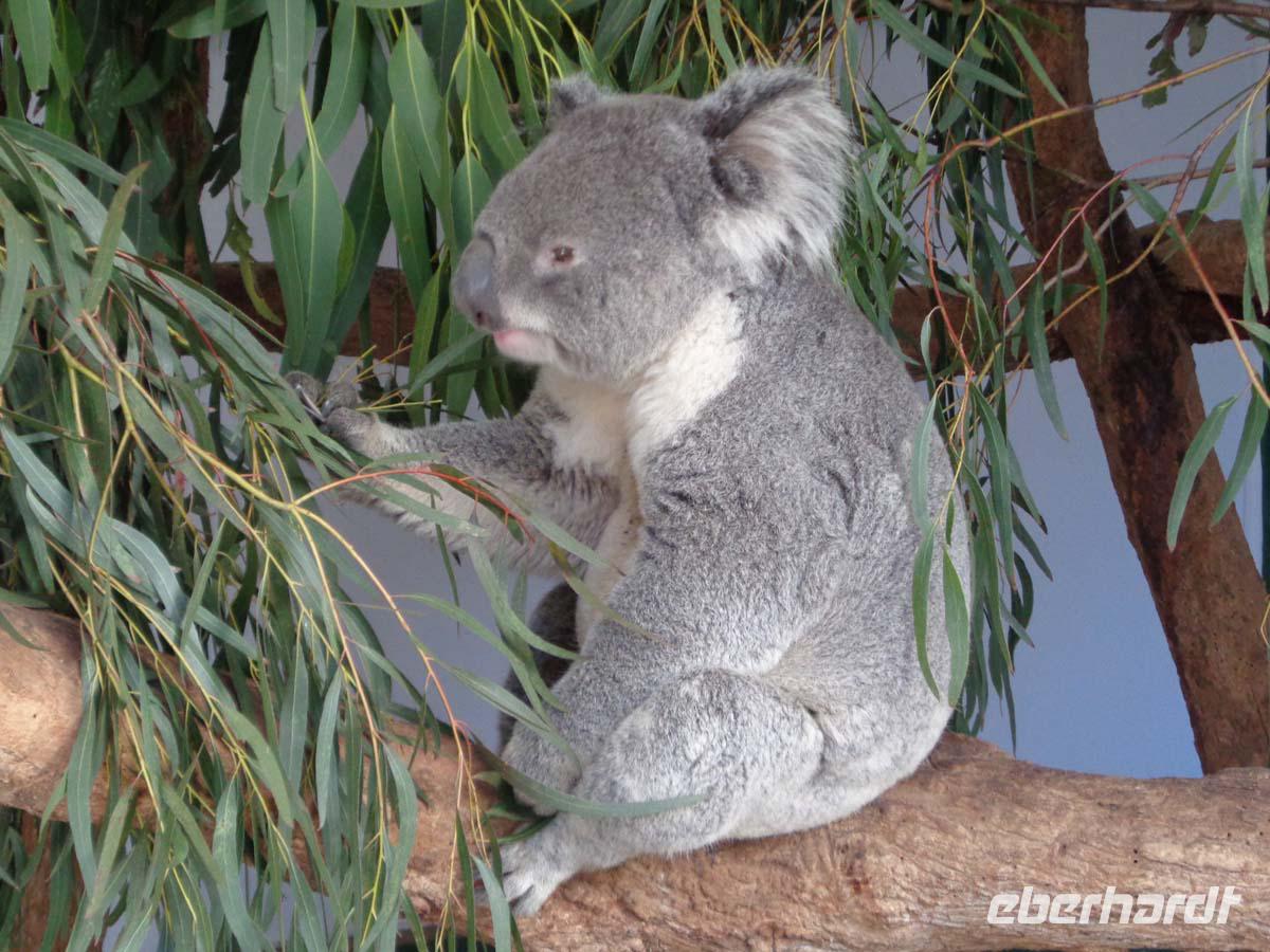 Koala im  Feathderdale Wildlife Park