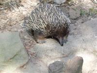 Australischer Igel