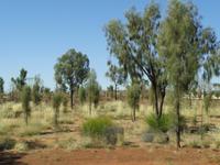 Vegetation im Kata Tjuta Nationalpark