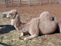 Auf einer Kamelfarm bei Erlunda