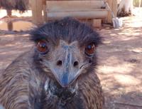 Emu in Erlunda