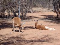 Australiens Wappentiere