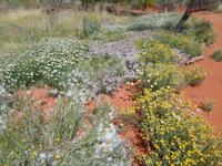Blüten im Desert Park