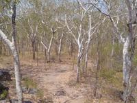 Landschaft am Nourlangie Rock