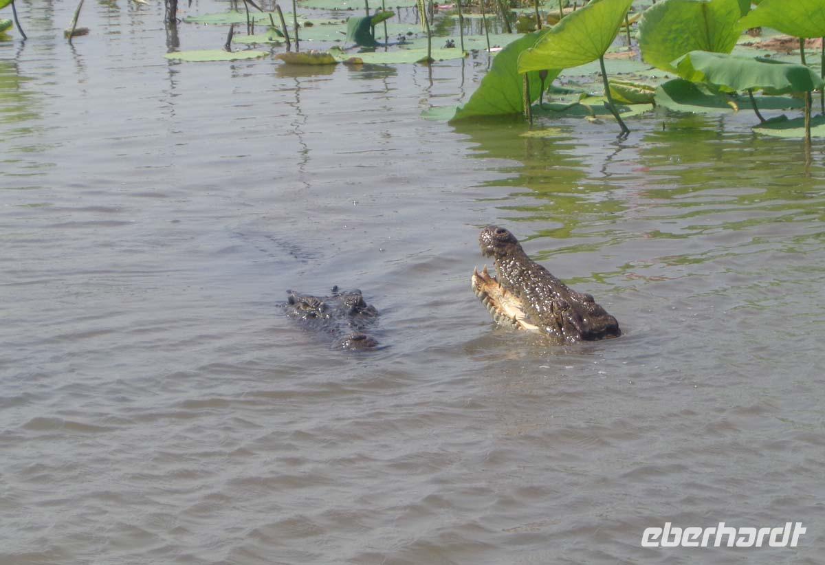 Krokodile im Yellow Water