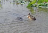 Krokodile im Yellow Water