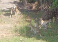 Wallabys im Carrobroee Park