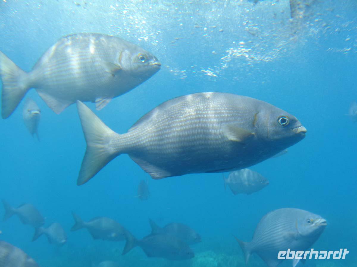 Am Great Barrier Reef