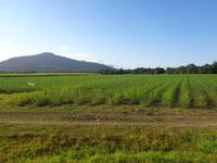 Zuckerrohr bei Cairns