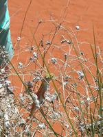 Von Alice zum Ayers Rock