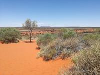 Von Alice zum Ayers Rock - Mount Connor