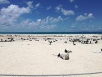 Great Barrier Reef - Michaelmas Cay