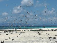 Great Barrier Reef - Michaelmas Cay