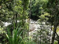 Daintree Nationalpark und Mossman Schlucht