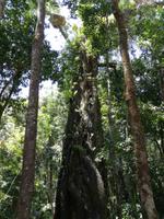 Daintree Nationalpark und Mossman Schlucht