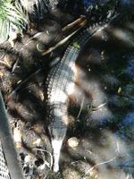 Wildlife Habitat in Port Douglas