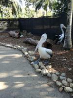 Wildlife Habitat in Port Douglas