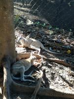 Wildlife Habitat in Port Douglas