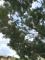 Fledermäuse / Flughunde in Cairns