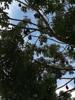 Fledermäuse / Flughunde in Cairns