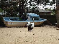 Featherdale Wildlife Park