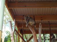 Featherdale Wildlife Park