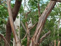 Featherdale Wildlife Park