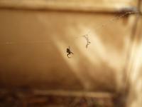 Featherdale Wildlife Park