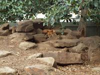 Featherdale Wildlife Park