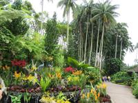 Singapur - Orchideengarten