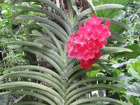 Singapur - Orchideengarten