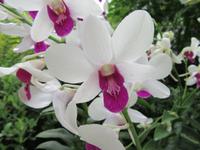 Singapur - Orchideengarten