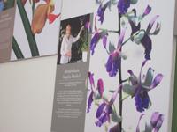 Singapur - Orchideengarten