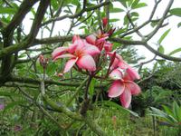 Singapur - Orchideengarten