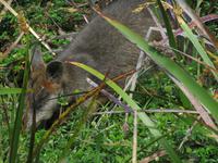 Great Ocean Road - 12 Apostel