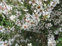 Great Ocean Road - Manuka