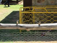 Alice Springs - Telegrafenstation