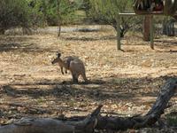 Alice Springs - Telegrafenstation